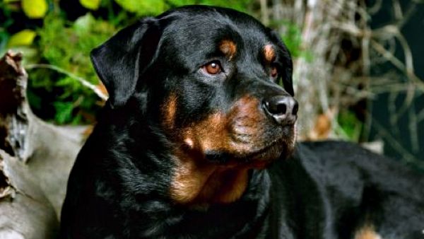 Rottweiler roti