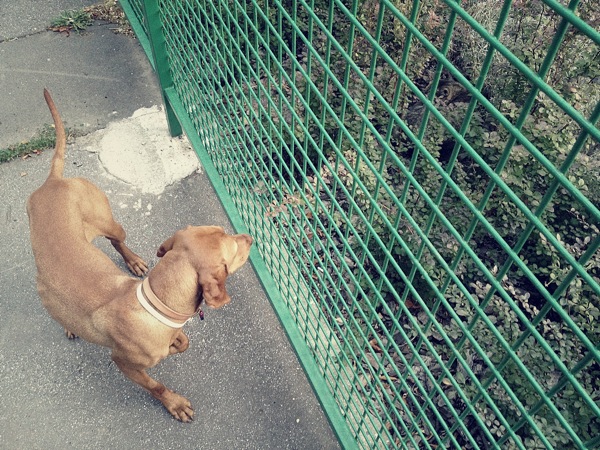 Almos vs macska 2