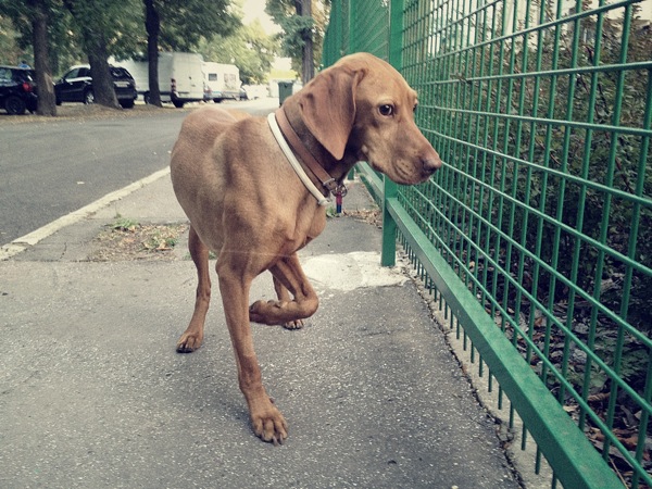 Almos vs macska 3