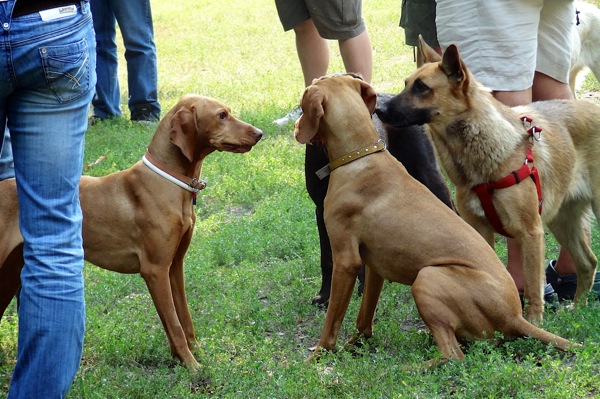 Kutyasuli 20120901 4