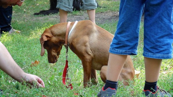 Kutyasuli 20120901 6