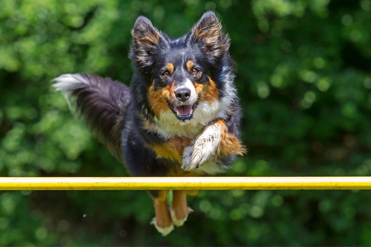 Agility