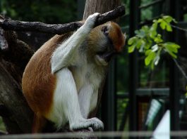 Szomorúság Szomorúság