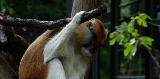 Szomorúság Szomorúság