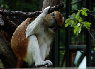 Szomorúság Szomorúság