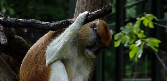 Szomorúság Szomorúság