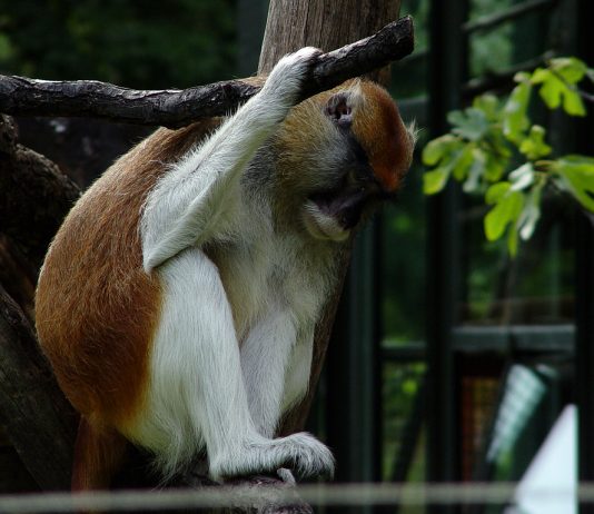 Szomorúság Szomorúság