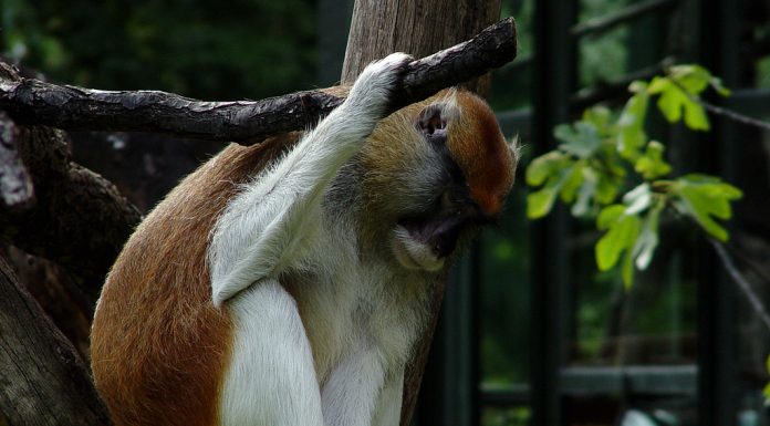 Szomorúság Szomorúság