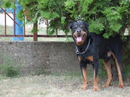 Peti és Ander Mezőfalván Peti és Ander Mezőfalván