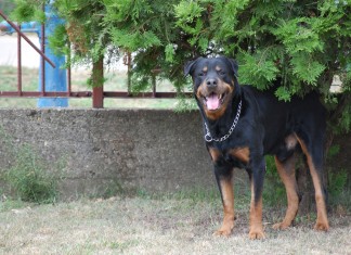 Peti és Ander Mezőfalván Peti és Ander Mezőfalván
