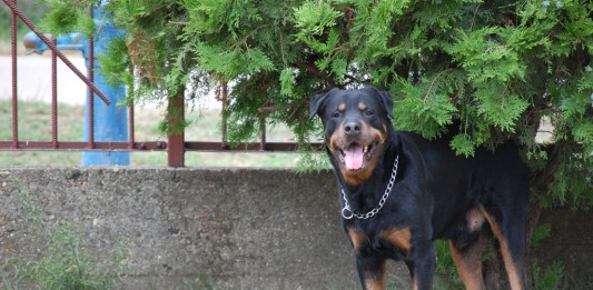 Peti és Ander Mezőfalván Peti és Ander Mezőfalván