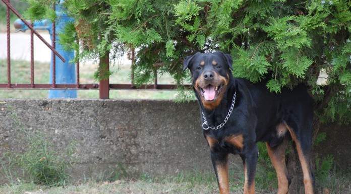 Peti és Ander Mezőfalván Peti és Ander Mezőfalván