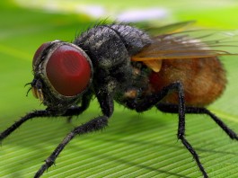 Peti új mondókája Peti új mondókája