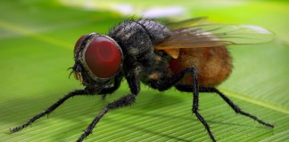 Peti új mondókája Peti új mondókája