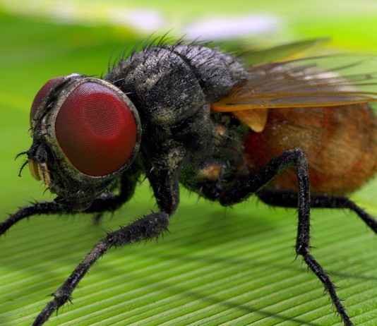 Peti új mondókája Peti új mondókája