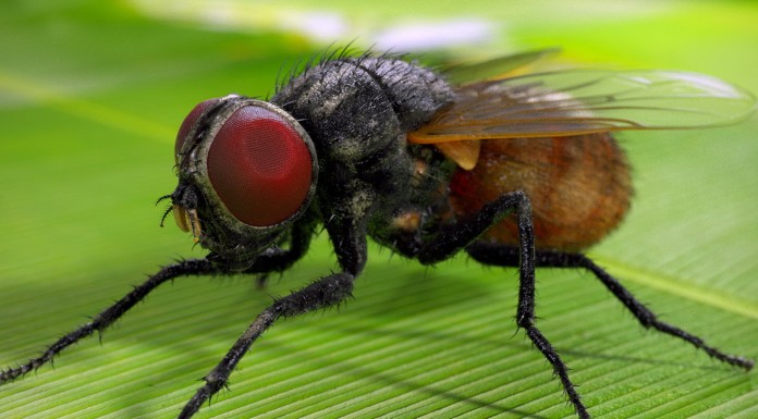 Peti új mondókája Peti új mondókája