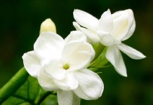 Byebye Jasmin Media Group Byebye Jasmin Media Group