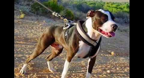 Pit bull terrier