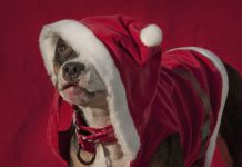 Boldog karácsonyt minden látogatómnak! :) Boldog karácsonyt