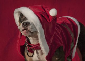 Boldog karácsonyt minden látogatómnak! :) Boldog karácsonyt