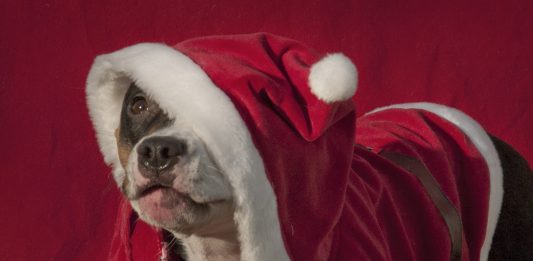 Boldog karácsonyt minden látogatómnak! :) Boldog karácsonyt