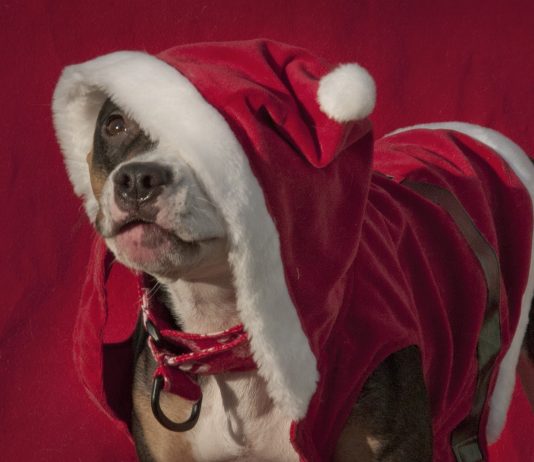 Boldog karácsonyt minden látogatómnak! :) Boldog karácsonyt