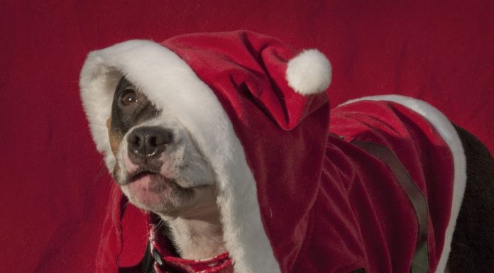 Boldog karácsonyt minden látogatómnak! :) Boldog karácsonyt