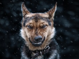 A kutyák 9 főbűne kutyák 9 főbűne