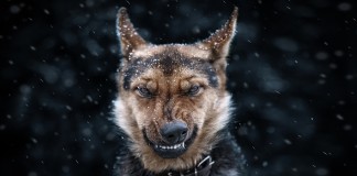 A kutyák 9 főbűne kutyák 9 főbűne