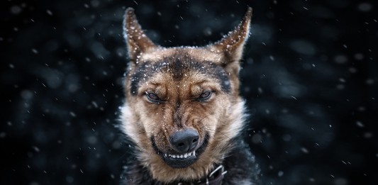 A kutyák 9 főbűne kutyák 9 főbűne