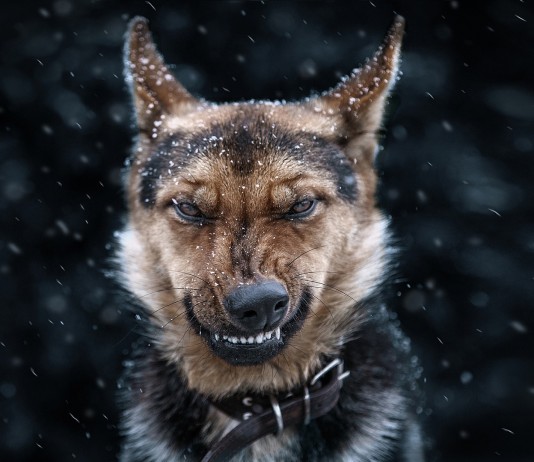 A kutyák 9 főbűne kutyák 9 főbűne