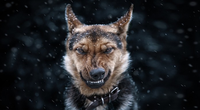 A kutyák 9 főbűne kutyák 9 főbűne