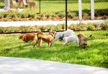 Városi kutyákat teszteltek Budapesten