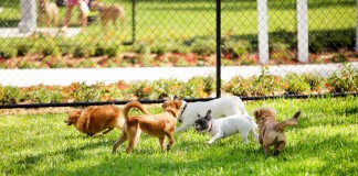 Városi kutyákat teszteltek Budapesten