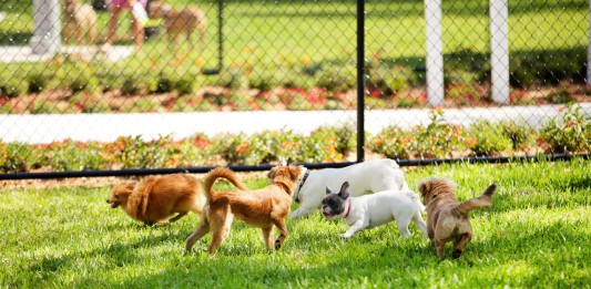 Városi kutyákat teszteltek Budapesten