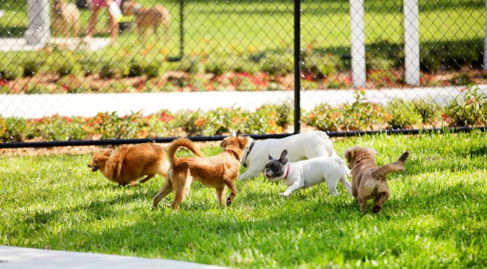 Városi kutyákat teszteltek Budapesten