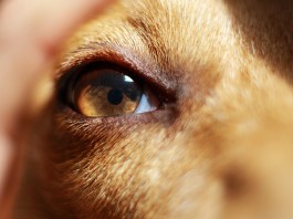 Kutya szemészet – hasznos infók főleg kutyásoknak
