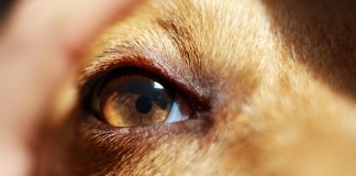 Kutya szemészet – hasznos infók főleg kutyásoknak