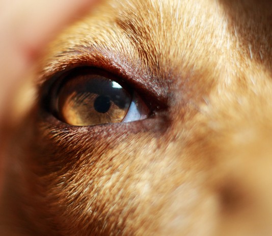 Kutya szemészet – hasznos infók főleg kutyásoknak