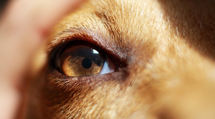 Kutya szemészet – hasznos infók főleg kutyásoknak