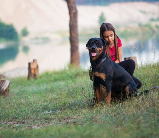 Kutya a családban: Milyen fajtát válasszunk?