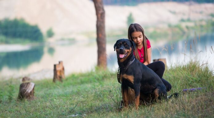 Kutya a családban: Milyen fajtát válasszunk?