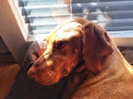 A kutya – ember kapcsolat varázslata Álmos