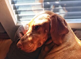 A kutya – ember kapcsolat varázslata Álmos