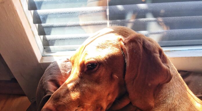 A kutya – ember kapcsolat varázslata Álmos