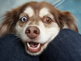 Budapesti állatorvosok – akikben a legjobban bízok