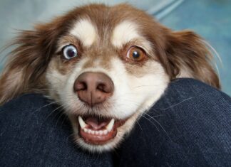 Budapesti állatorvosok – akikben a legjobban bízok