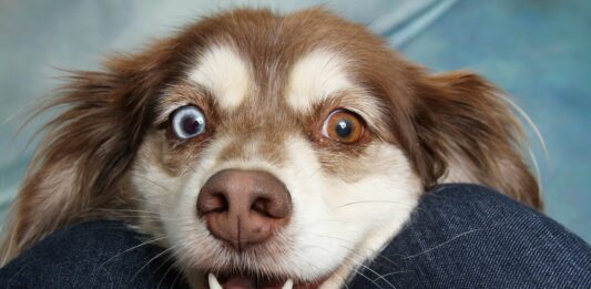 Budapesti állatorvosok – akikben a legjobban bízok