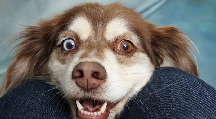 Budapesti állatorvosok – akikben a legjobban bízok