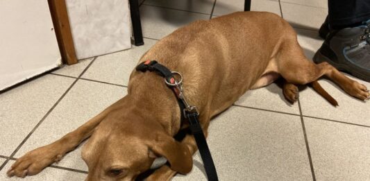 Daganatos betegségek a vizsláknál, amikre fel kell készülnünk